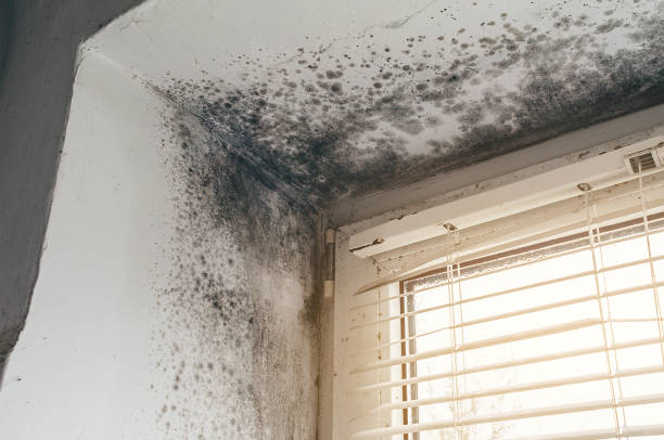 Affordable Crawl Space Mold Remediation solutions in Jamestown, CO